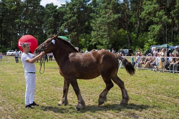 Koń prezentowany przez opiekuna na trawiastym placu Wojewódzkiej Wystawy Koni.