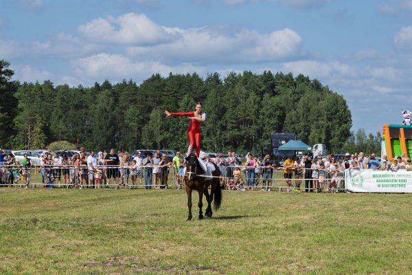 Koń prezentowany przez opiekuna na trawiastym placu Wojewódzkiej Wystawy Koni.