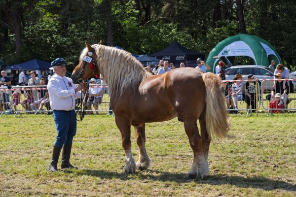 Koń prezentowany przez opiekuna na trawiastym placu Wojewódzkiej Wystawy Koni.