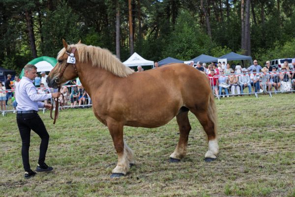 Koń prezentowany przez opiekuna na trawiastym placu Wojewódzkiej Wystawy Koni.