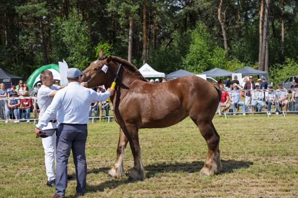 Koń prezentowany przez opiekuna na trawiastym placu Wojewódzkiej Wystawy Koni.