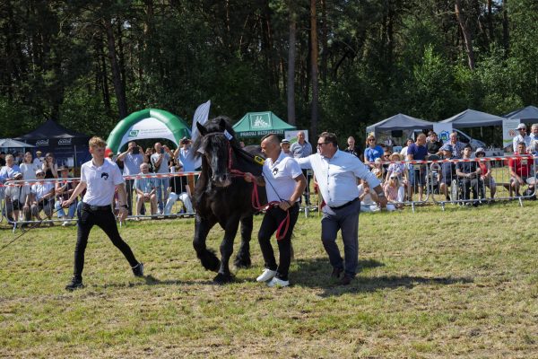 Koń prezentowany przez opiekuna na trawiastym placu Wojewódzkiej Wystawy Koni.