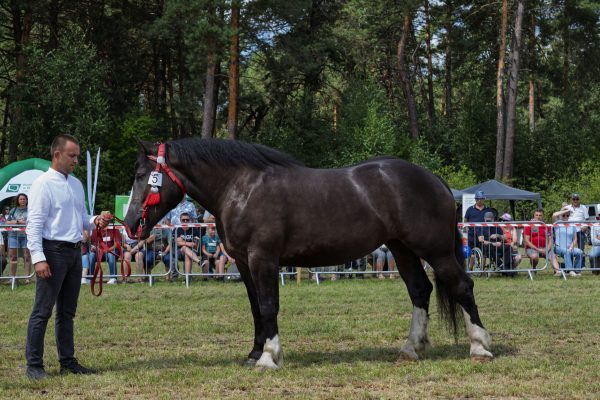 Koń prezentowany przez opiekuna na trawiastym placu Wojewódzkiej Wystawy Koni.