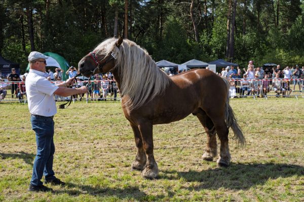 Koń prezentowany przez opiekuna na trawiastym placu Wojewódzkiej Wystawy Koni.