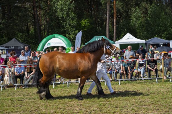 Koń prezentowany przez opiekuna na trawiastym placu Wojewódzkiej Wystawy Koni.