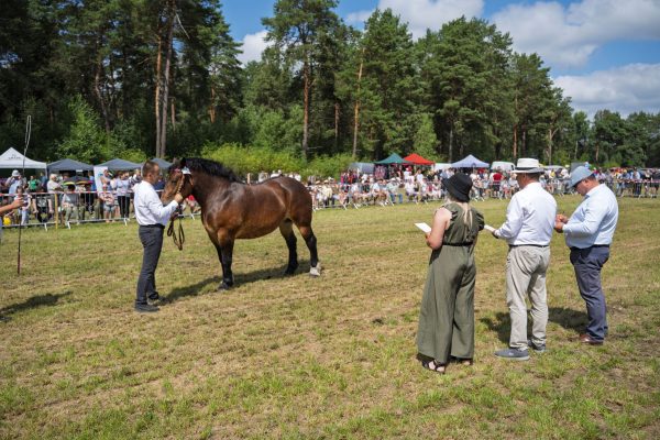 Koń prezentowany przez opiekuna na trawiastym placu Wojewódzkiej Wystawy Koni.