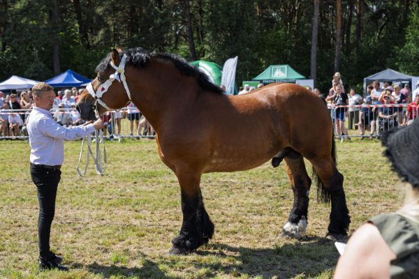 Koń prezentowany przez opiekuna na trawiastym placu Wojewódzkiej Wystawy Koni.