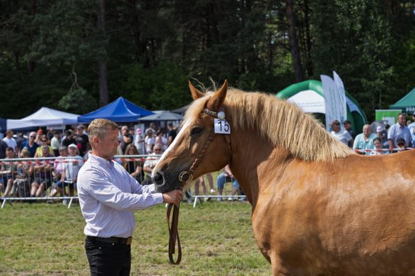 Koń prezentowany przez opiekuna na trawiastym placu Wojewódzkiej Wystawy Koni.