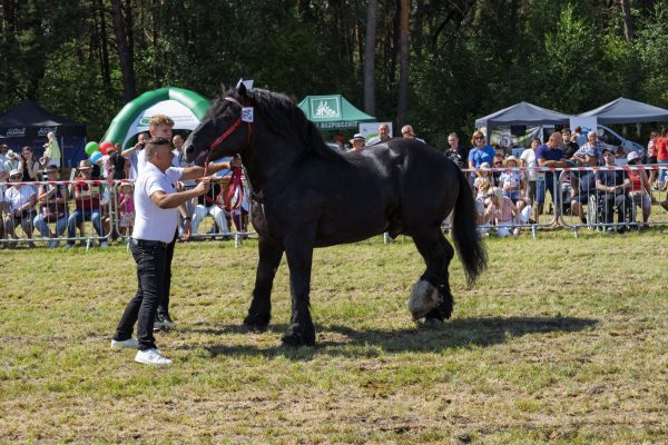 Koń prezentowany przez opiekuna na trawiastym placu Wojewódzkiej Wystawy Koni.
