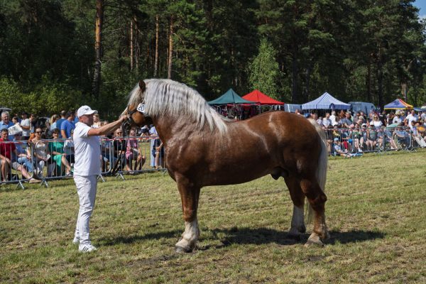 Koń prezentowany przez opiekuna na trawiastym placu Wojewódzkiej Wystawy Koni.