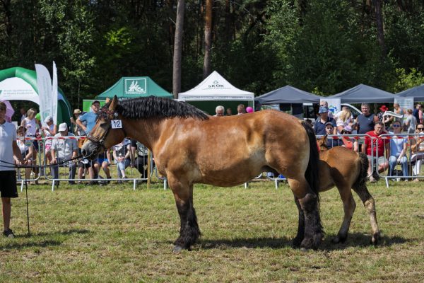 Koń prezentowany przez opiekuna na trawiastym placu Wojewódzkiej Wystawy Koni.