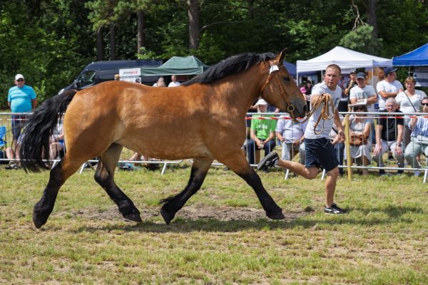 Koń prezentowany przez opiekuna na trawiastym placu Wojewódzkiej Wystawy Koni.
