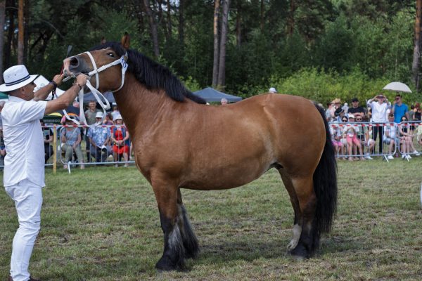 Koń prezentowany przez opiekuna na trawiastym placu Wojewódzkiej Wystawy Koni.