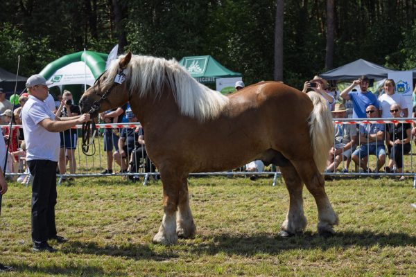 Koń prezentowany przez opiekuna na trawiastym placu Wojewódzkiej Wystawy Koni.