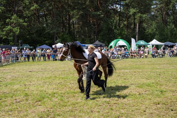 Koń prezentowany przez opiekuna na trawiastym placu Wojewódzkiej Wystawy Koni.