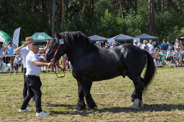 Koń prezentowany przez opiekuna na trawiastym placu Wojewódzkiej Wystawy Koni.