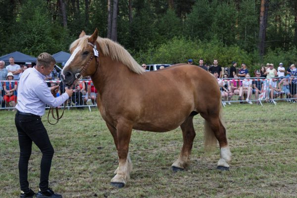Koń prezentowany przez opiekuna na trawiastym placu Wojewódzkiej Wystawy Koni.