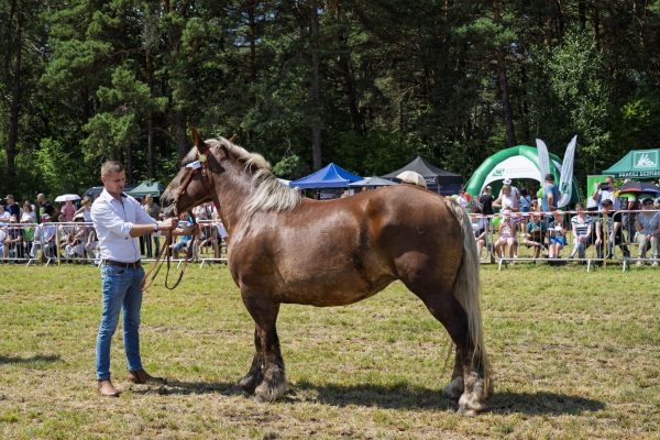 Koń prezentowany przez opiekuna na trawiastym placu Wojewódzkiej Wystawy Koni.