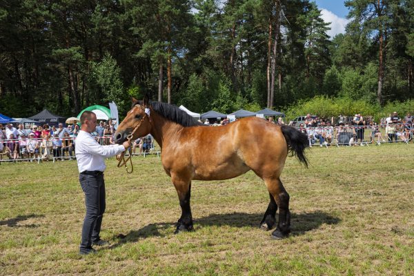 Koń prezentowany przez opiekuna na trawiastym placu Wojewódzkiej Wystawy Koni.