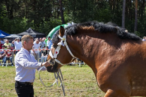 Koń prezentowany przez opiekuna na trawiastym placu Wojewódzkiej Wystawy Koni.