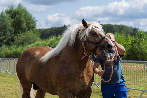 Koń prezentowany przez opiekuna na trawiastym placu Wojewódzkiej Wystawy Koni.