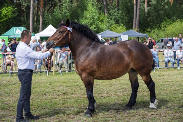 Koń prezentowany przez opiekuna na trawiastym placu Wojewódzkiej Wystawy Koni.