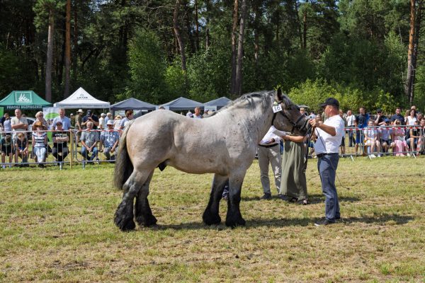 Koń prezentowany przez opiekuna na trawiastym placu Wojewódzkiej Wystawy Koni.