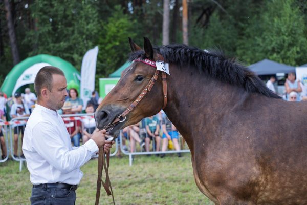 Koń prezentowany przez opiekuna na trawiastym placu Wojewódzkiej Wystawy Koni.