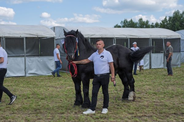 Koń prezentowany przez opiekuna na trawiastym placu Wojewódzkiej Wystawy Koni.