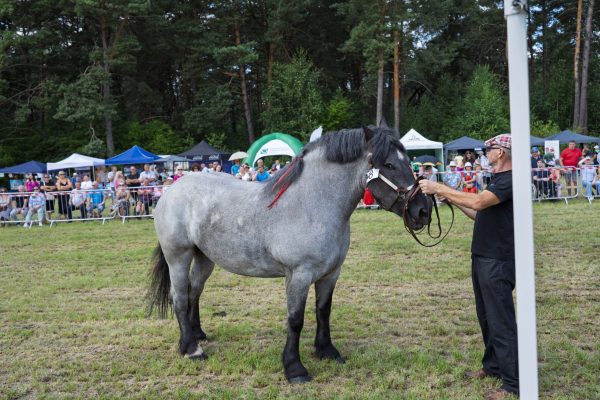 Koń prezentowany przez opiekuna na trawiastym placu Wojewódzkiej Wystawy Koni.