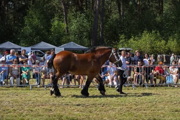 Koń prezentowany przez opiekuna na trawiastym placu Wojewódzkiej Wystawy Koni.