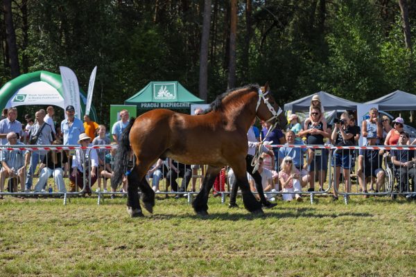 Koń prezentowany przez opiekuna na trawiastym placu Wojewódzkiej Wystawy Koni.